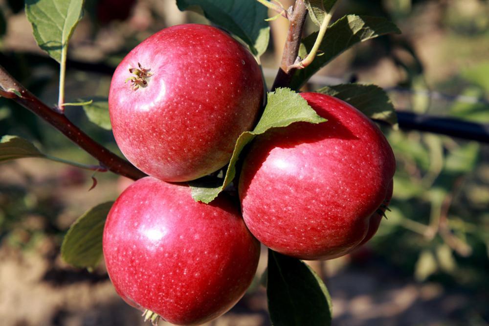 苹果种子怎么种