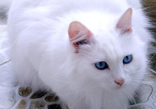 如何防治猫钩虫病