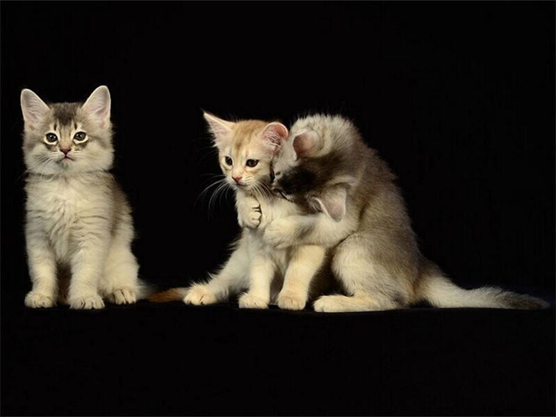 猫咪吃猫粮呕吐拉稀的原因有哪些