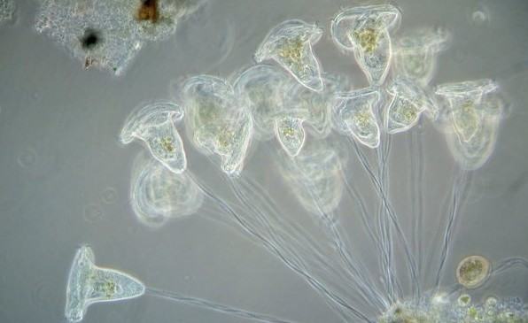 水龟类宠物龟正常蜕皮与几种常见皮肤病的鉴别诊断 水龟类宠物龟正常蜕皮与几种常见皮肤病的鉴别诊断