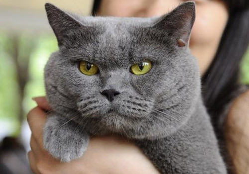 猫咪的耳血肿,主人你知道吗? 猫咪的耳血肿,主人你知道吗?