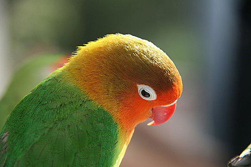 观赏鸟滞食问题解析