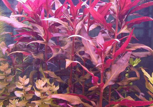 苋科水草饲养方法 苋科水草饲养方法