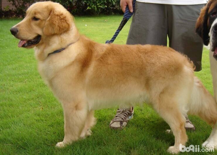 性格最温顺的狗狗都有哪些 性格最温顺的狗狗都有哪些