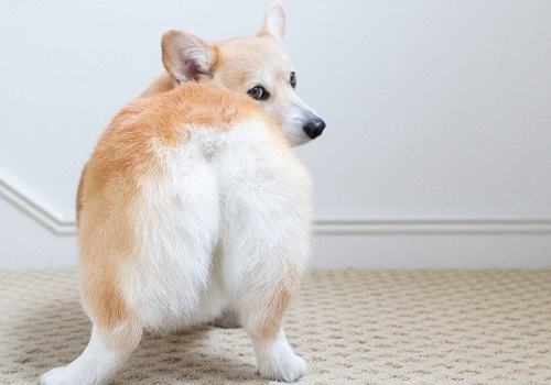 家中饲养柯基犬的缺点都有哪些？