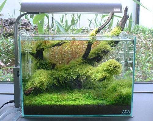水族箱简单美化的三个方法