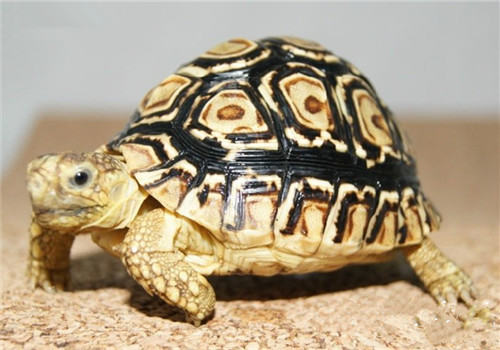 龟类的营养需要