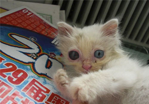 猫咪眼部疾病——青光眼
