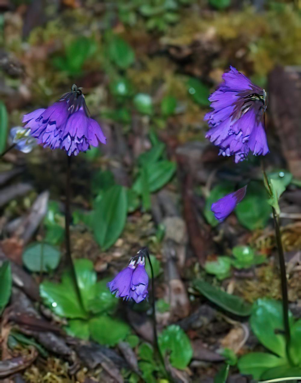 短叶紫晶报春图片