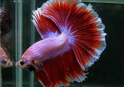 水族箱加热棒的选购要点