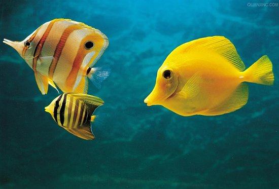 热带鱼发病的原因有哪些