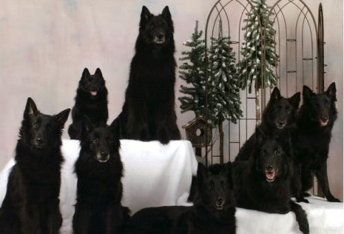 西帕凯犬多少钱一只？西帕凯犬价格