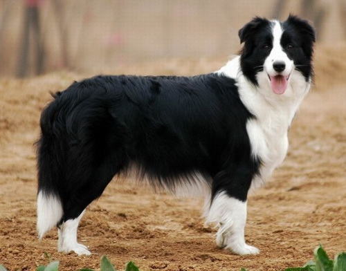 边境牧羊犬的耳朵如何护理