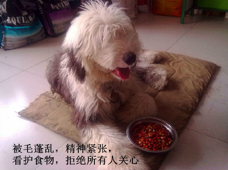 关于狗狗的老年痴呆症的症状 关于狗狗的老年痴呆症的症状