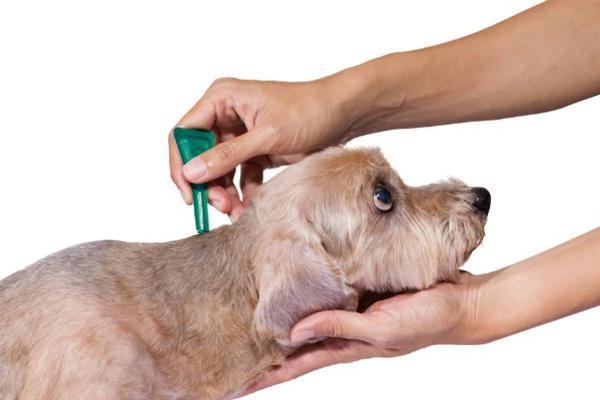 超全面的狗狗驱虫知识总结 养狗的家长快看过来 超全面的狗狗驱虫知识总结 养狗的家长快看过来