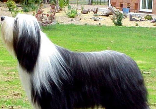 养成好的饮食习惯防止狗狗拒食