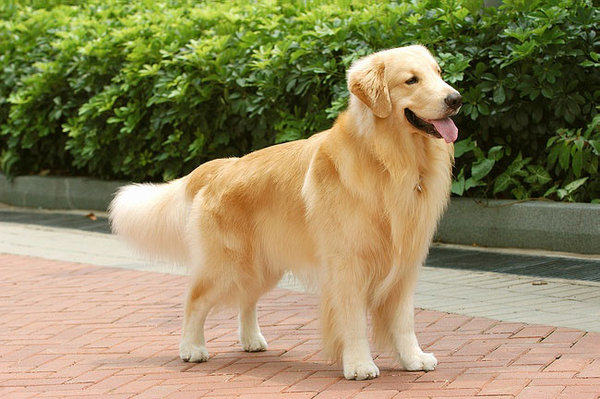 如何喂养一只成年金毛寻回猎犬