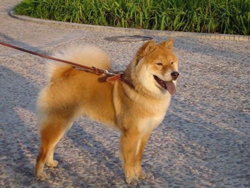 秋田犬的性格介绍