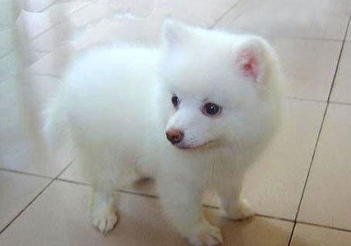 银狐犬夏季怎么剪毛？