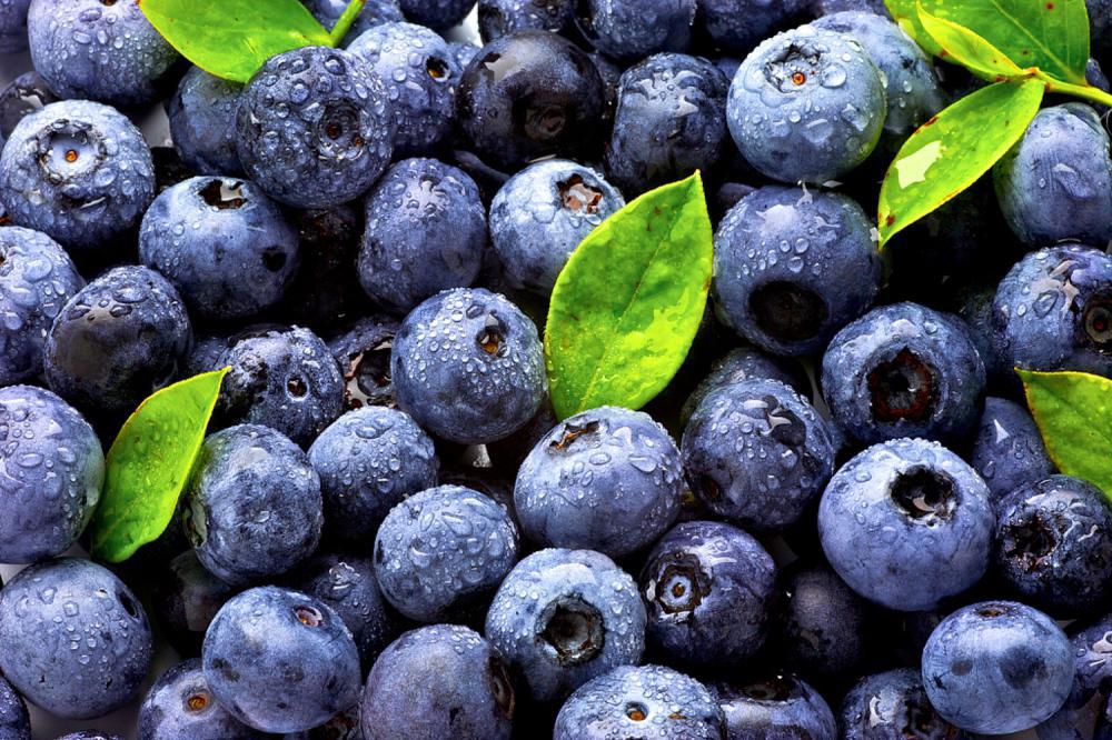蓝莓怎么扦插繁殖