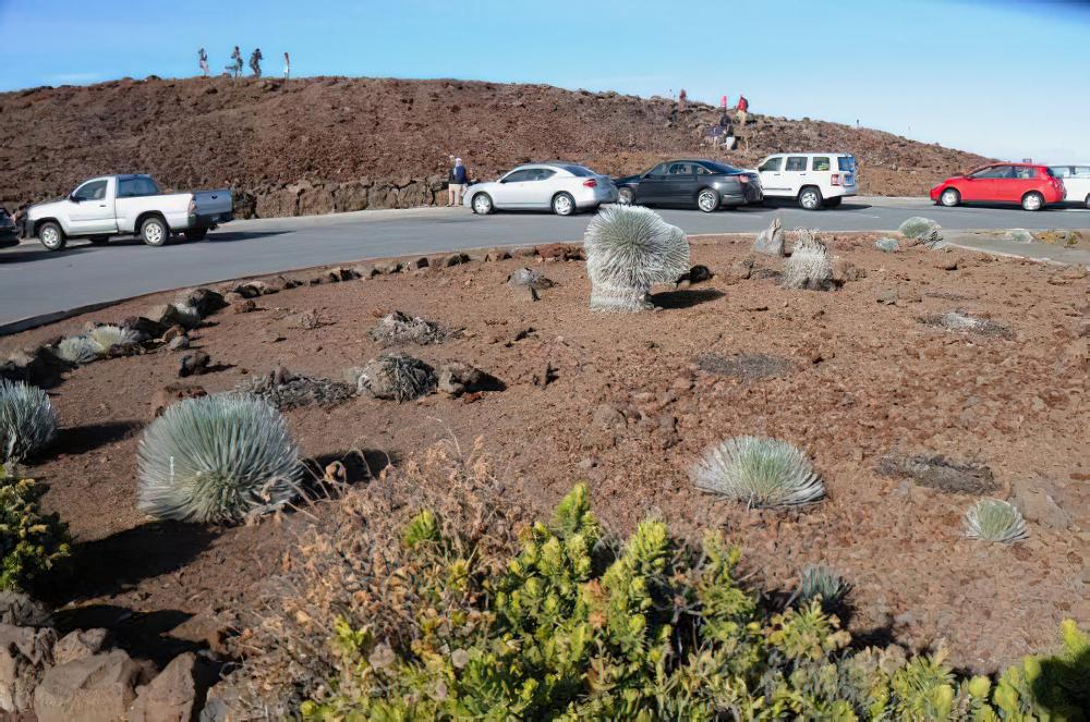 银箭草：唯一在2200度高温火山口生长的奇特植物