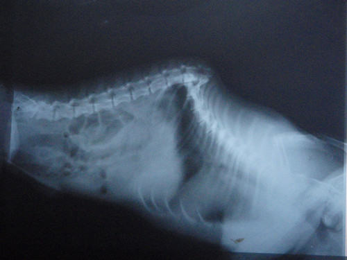 犬猫车祸的代价 犬猫车祸的代价