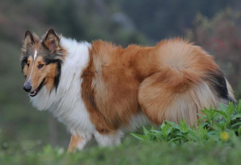 给苏格兰牧羊犬清洁耳朵的办法 给苏格兰牧羊犬清洁耳朵的办法