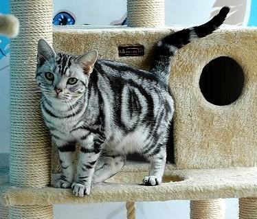 猫咪在吃这些食物的时候要注意