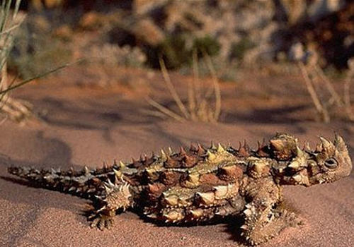 怎么确保沙漠品种蜥蜴不缺水
