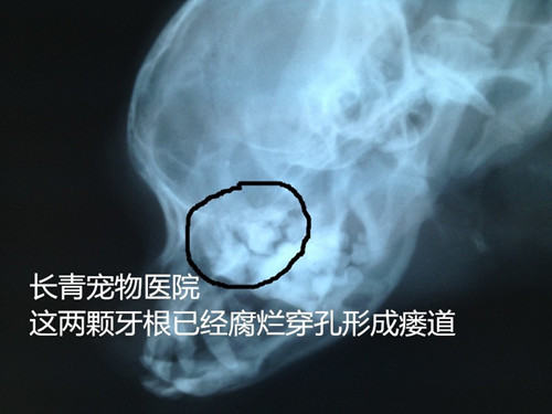 犬猫牙龈炎牙根腐烂导致的颜面瘘