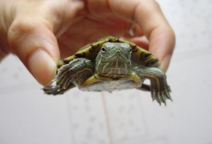 如何知道宠物龟的性别