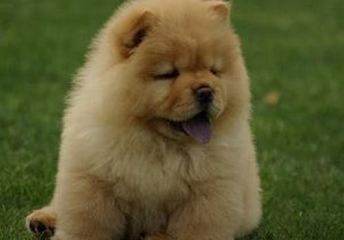 松狮犬咬人怎么办