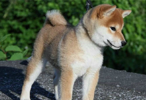 怎样为秋田犬驱虫