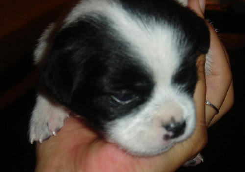 捡到流浪奶狗能否喂人用奶粉