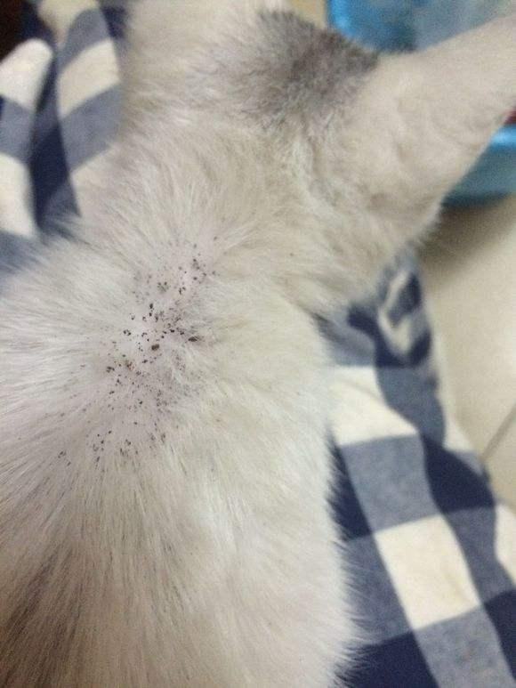 养猫小白怎么判断猫要不要驱虫？