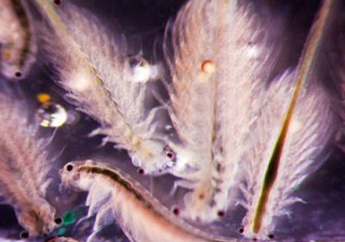 自制丰年虾的孵化器 自制丰年虾的孵化器