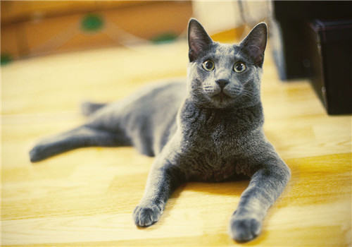 猫咪肠套叠的治疗方法 猫咪肠套叠的治疗方法