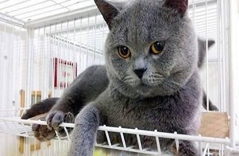 英国短毛猫多少钱一只？英国短毛猫价格