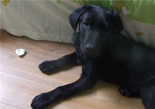如何给拉布拉多犬挑选沐浴香波