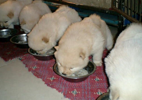 喂食幼犬干狗粮有哪些影响