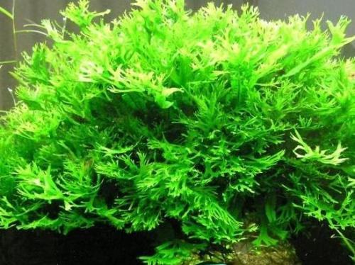 水草养殖的注意事项