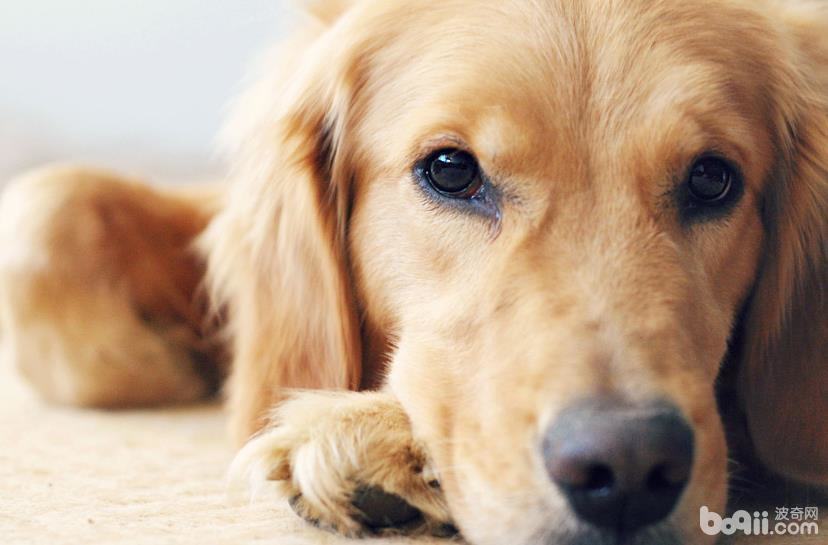 狗狗一直掉毛的原因，为什么狗狗一直掉毛？