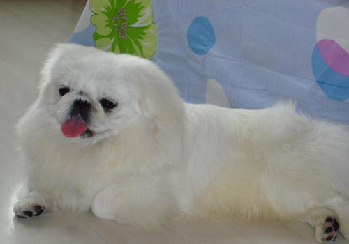 北京犬与京巴的区别