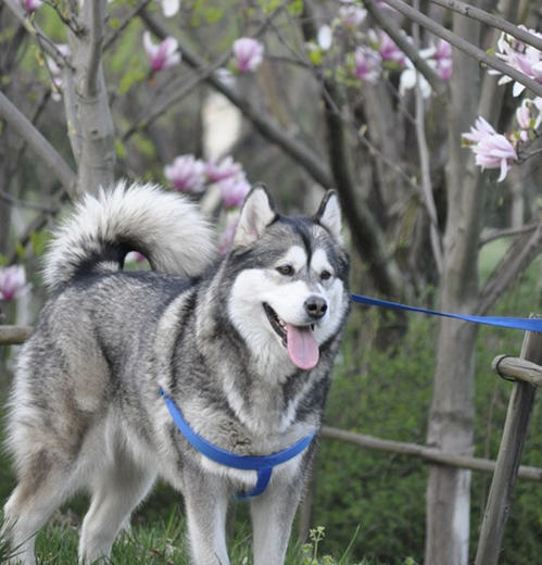 狗狗剃毛知多少