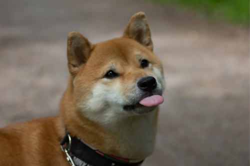 柴犬常见皮肤病及如何预防