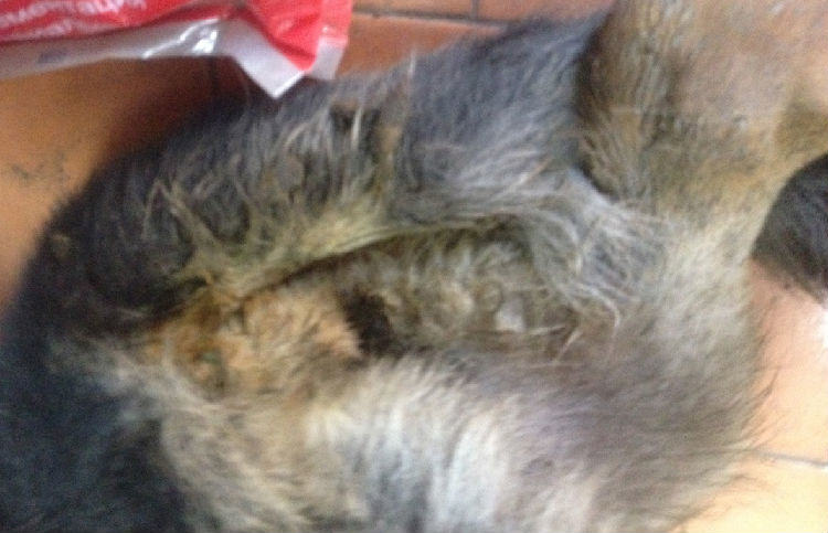 犬鼠药中毒症的症状及治疗