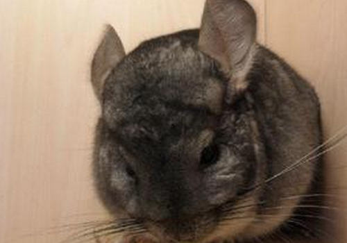 孩子饲养龙猫需要注意哪些问题