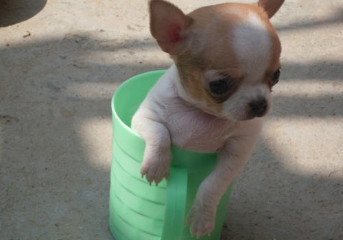 吉娃娃的寿命多长