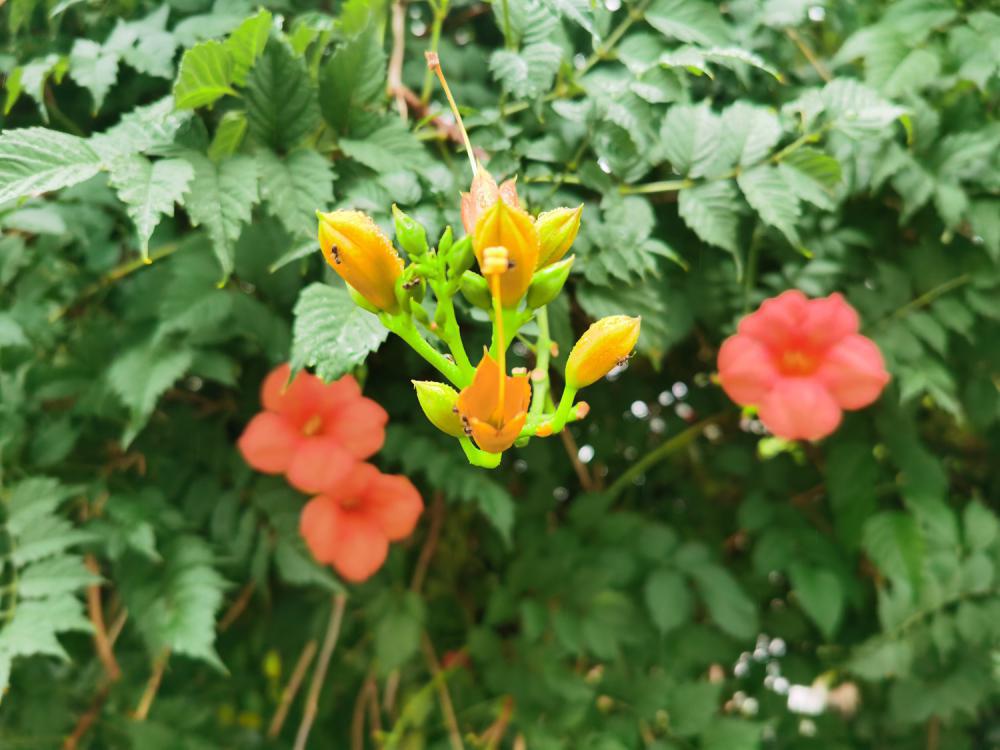 粉色凌霄花的养殖方法