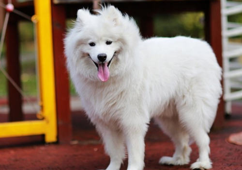 老年犬常见问题及饲养注意 老年犬常见问题及饲养注意